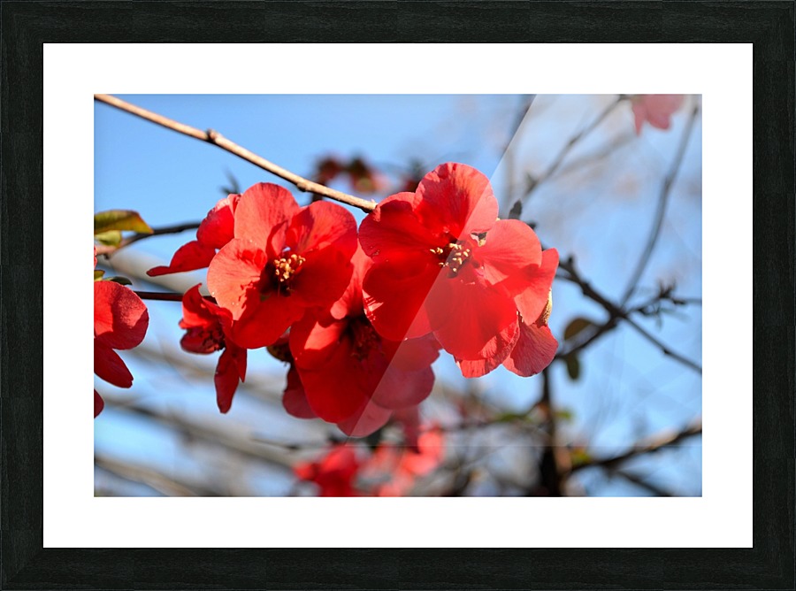 Blooming Trees Picture Frame print