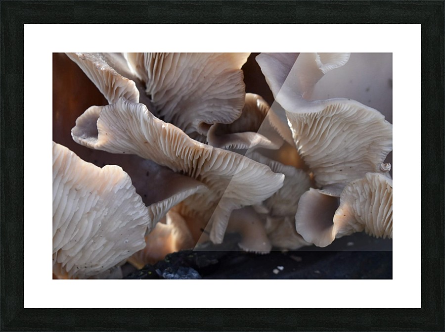 Fungi Picture Frame print