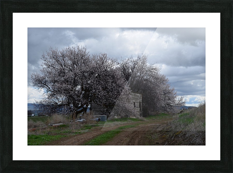 Shed in Bloom Picture Frame print