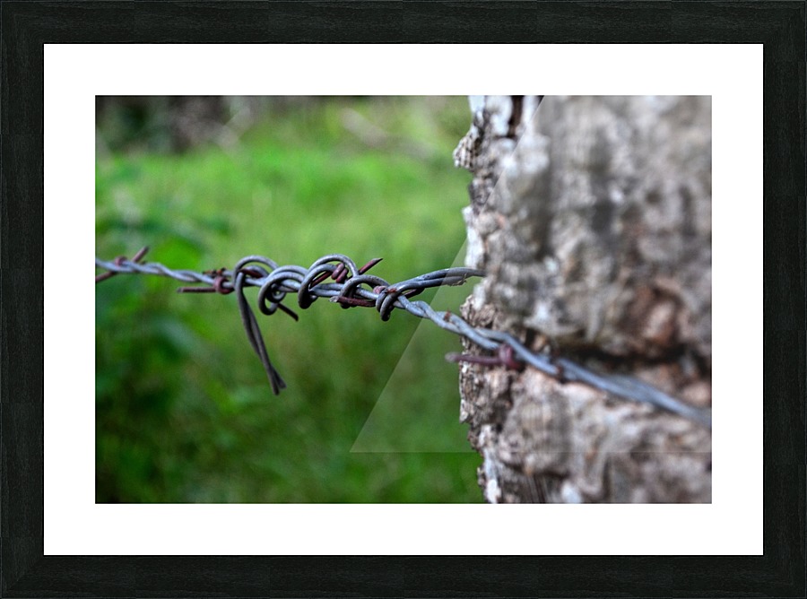 Barbed wire Picture Frame print