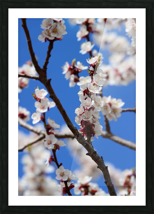 Apricots in Bloom Picture Frame print