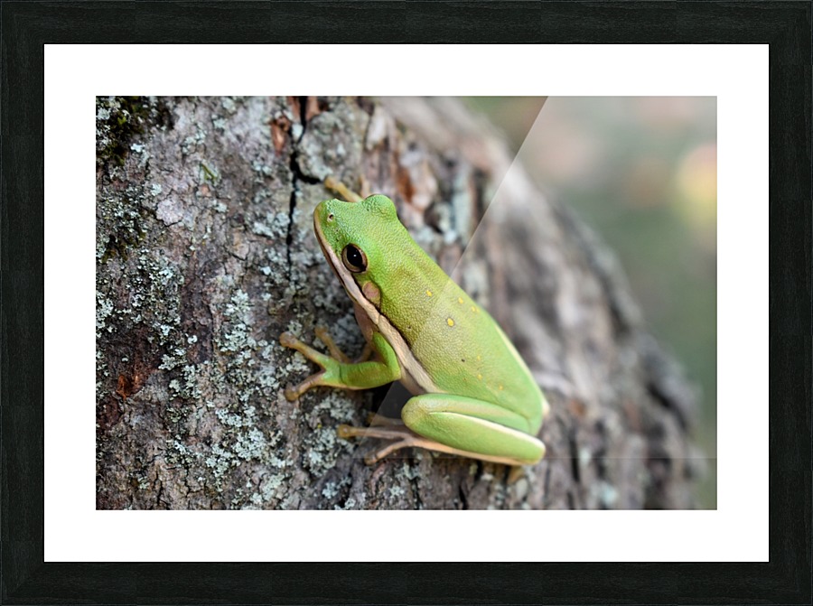 Green Tree Frog Picture Frame print