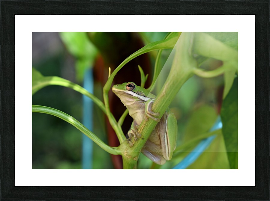 Garden Guest Picture Frame print
