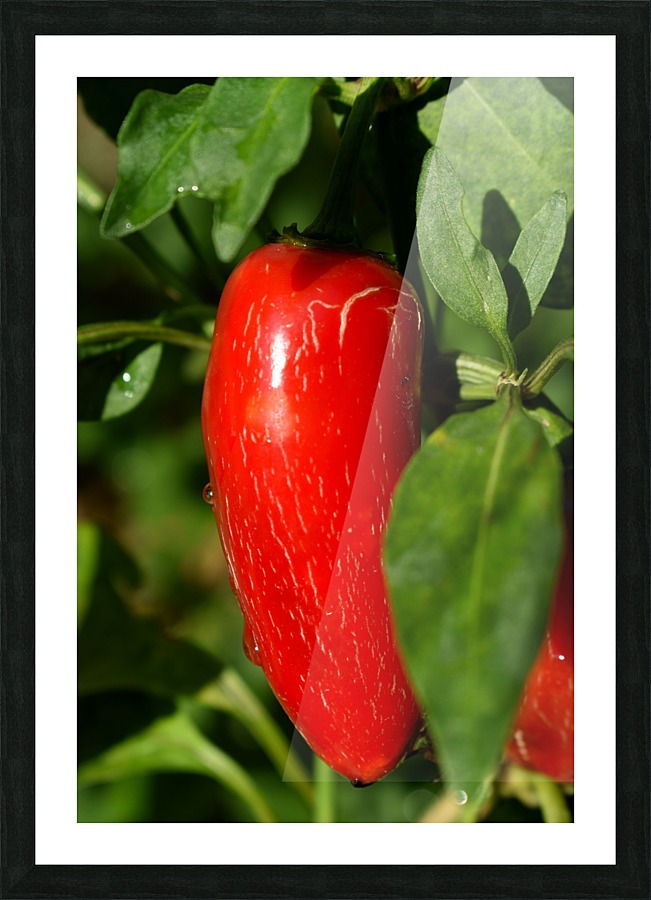 Red Chili Pepper Picture Frame print