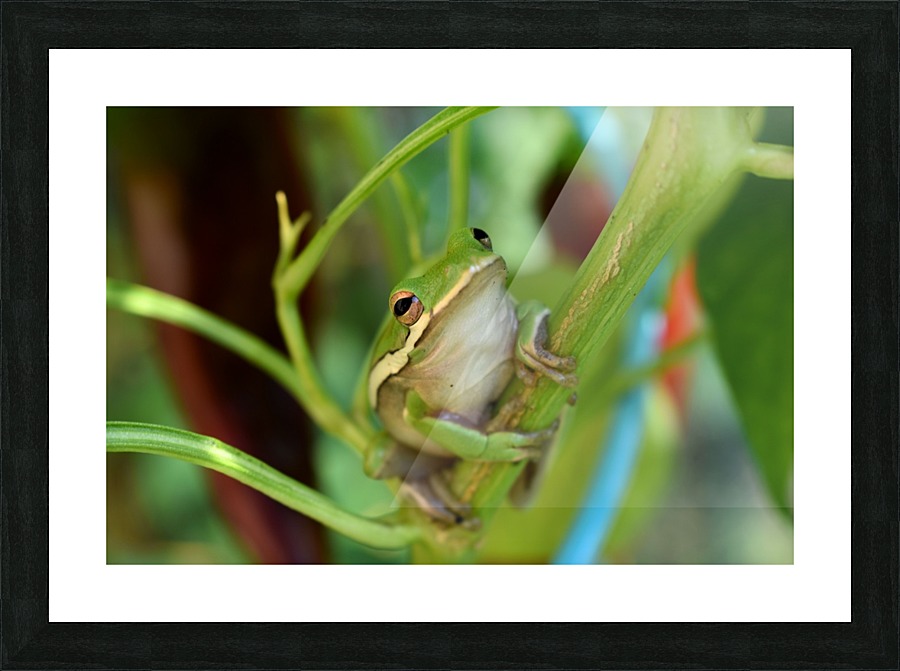 Green Frog Picture Frame print
