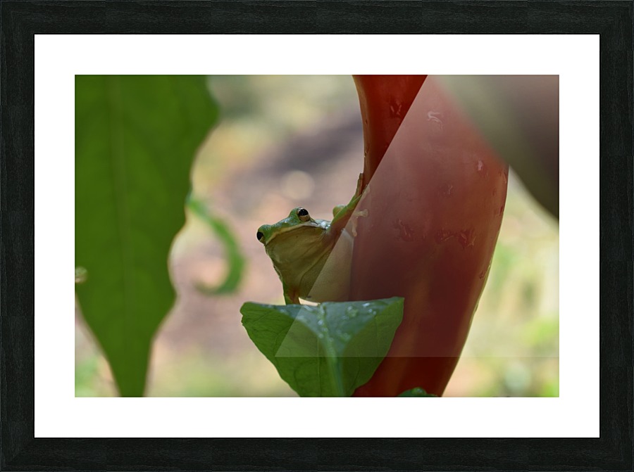 Peeping Frog Picture Frame print