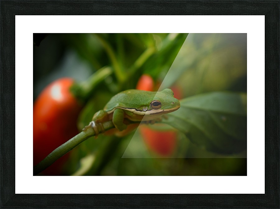 Garden Frog Picture Frame print