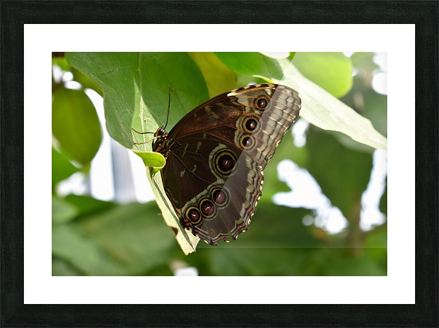 Butterfly Wings Picture Frame print