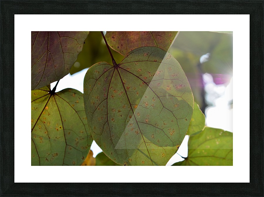 Lighted Leaves Picture Frame print