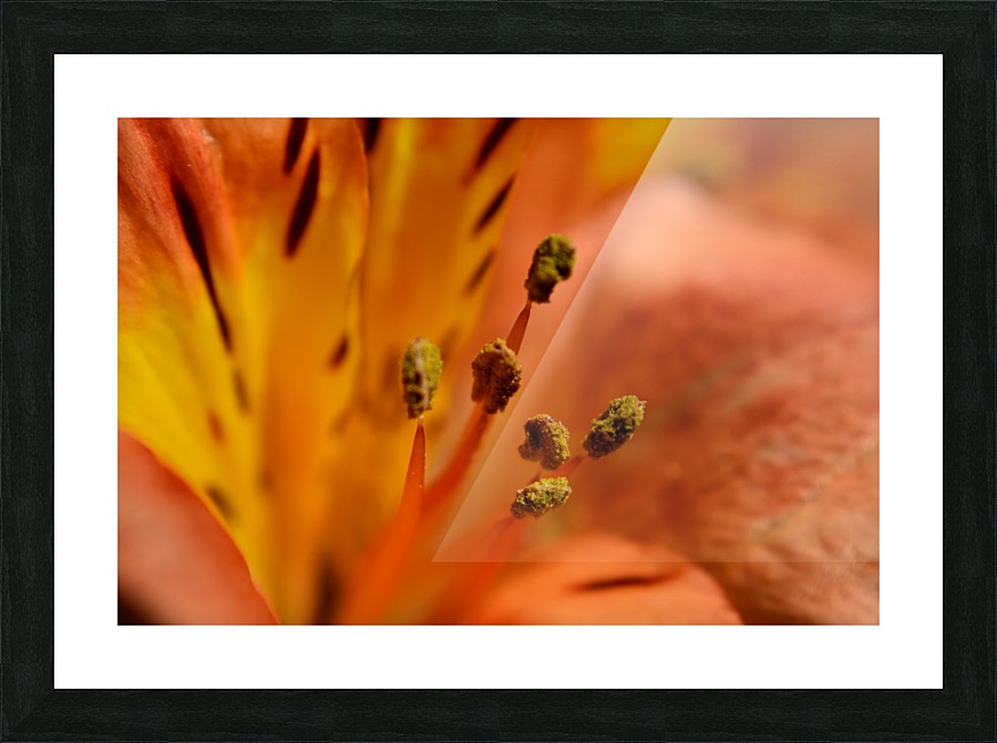 Pollination Picture Frame print