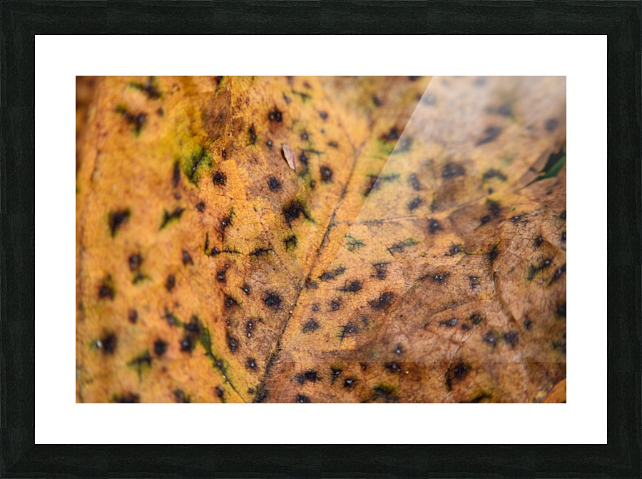 Spotted Autumn Leaf Picture Frame print