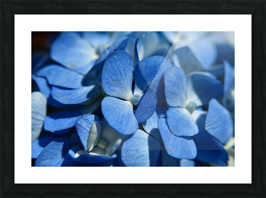 Blooming Blue Picture Frame print