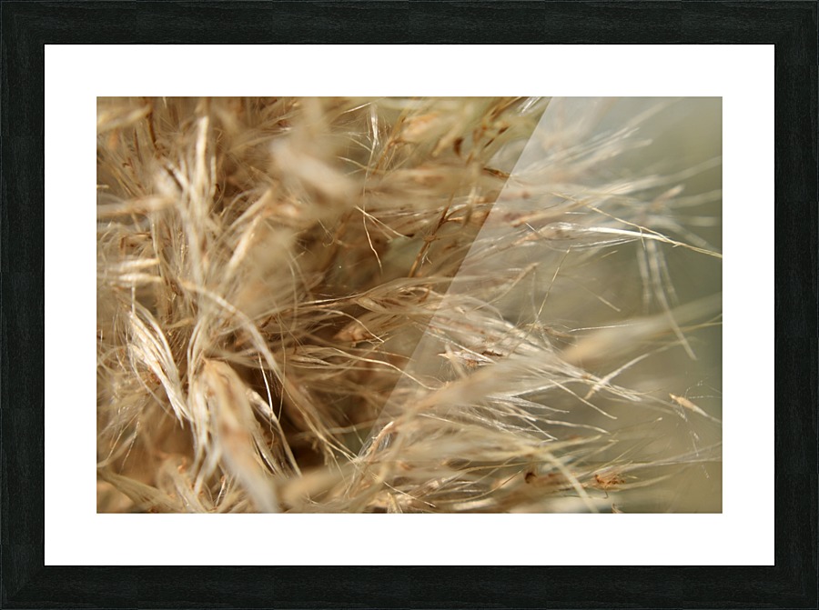 Grass Allergens and Fluff Picture Frame print