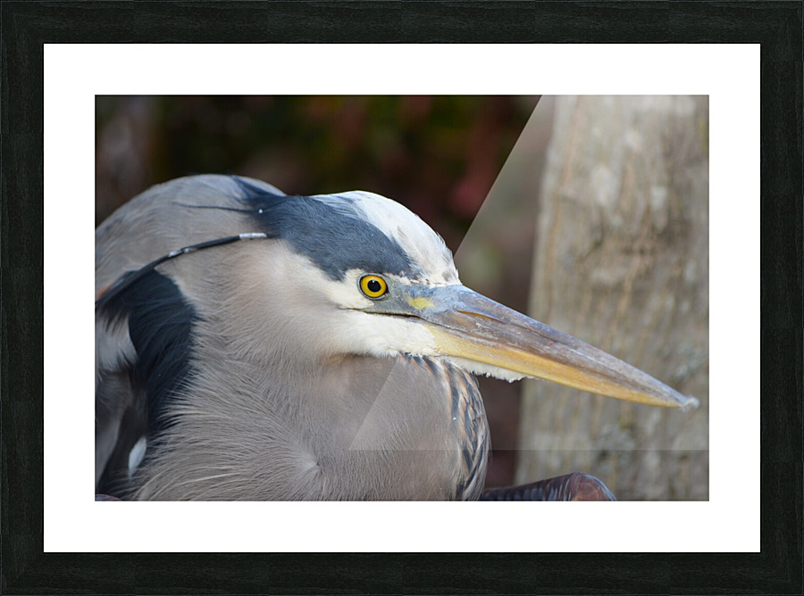 Beady Eyed Heron Picture Frame print