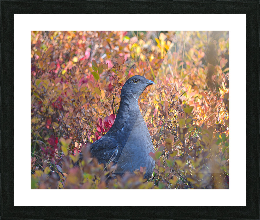 Autumn Grouse Picture Frame print