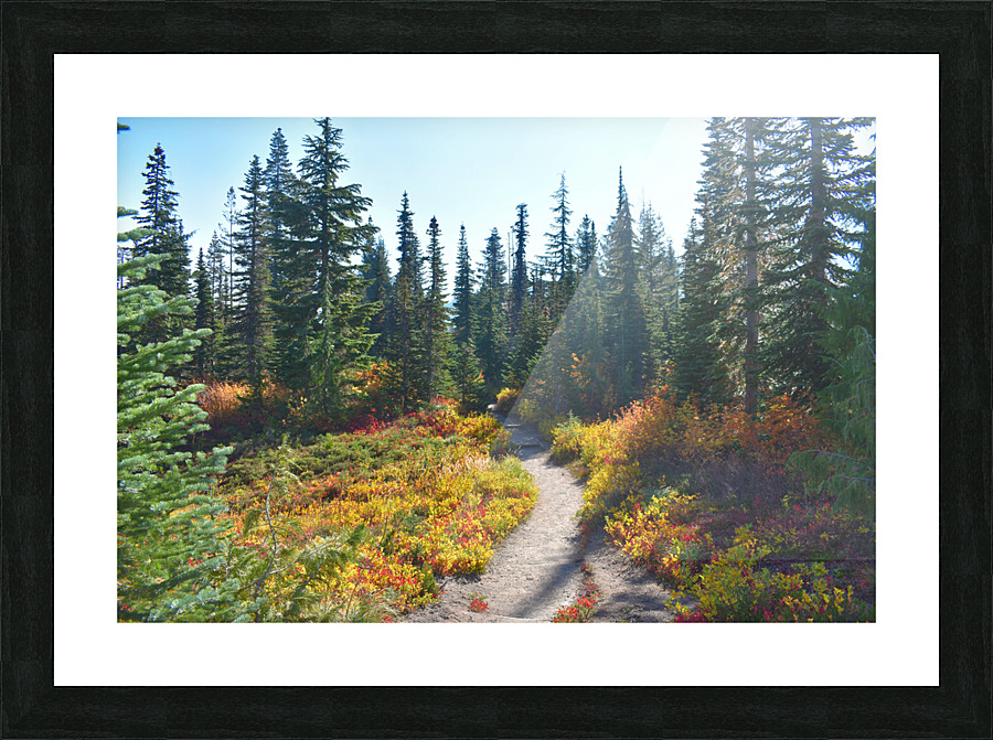 Pathway in the Forest Picture Frame print