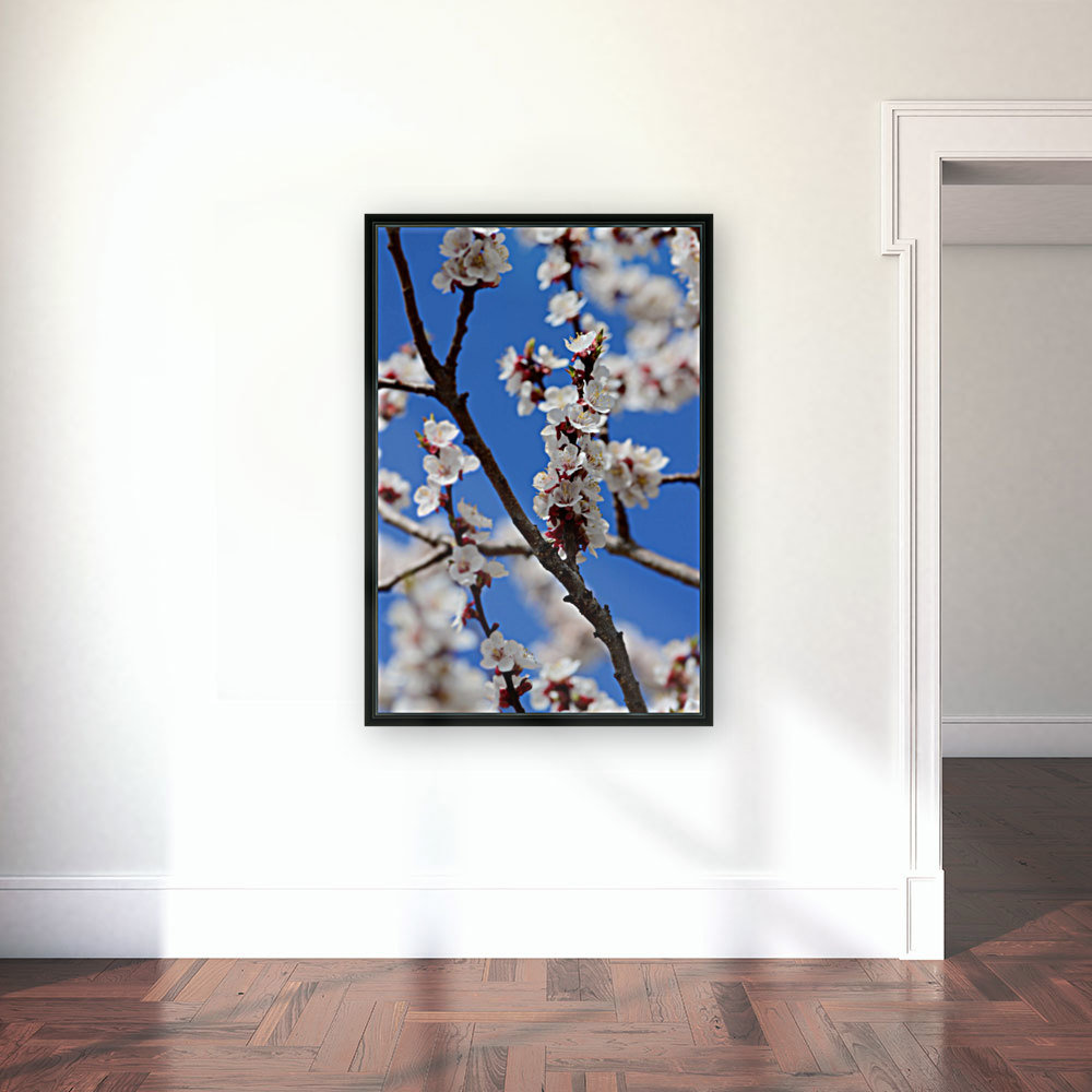 Apricots in Bloom Reproduction