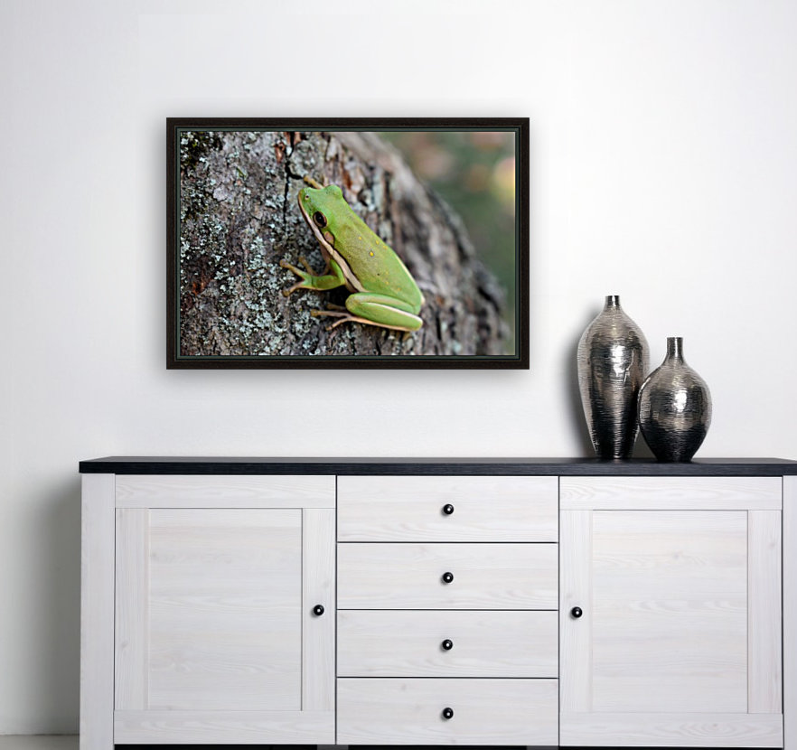 Green Tree Frog Reproduction