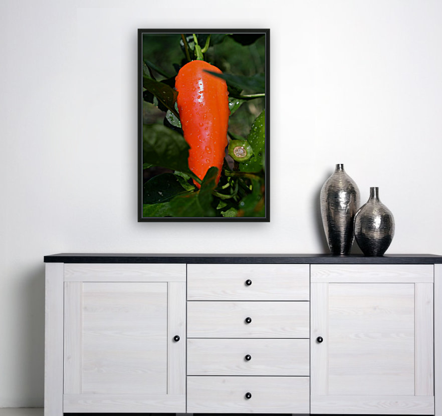 Orange Chili Pepper Reproduction