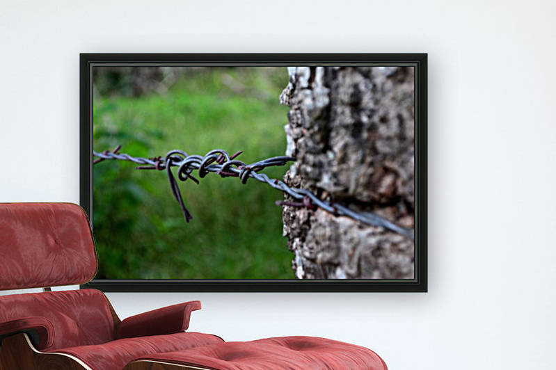 Barbed wire by MDruba
