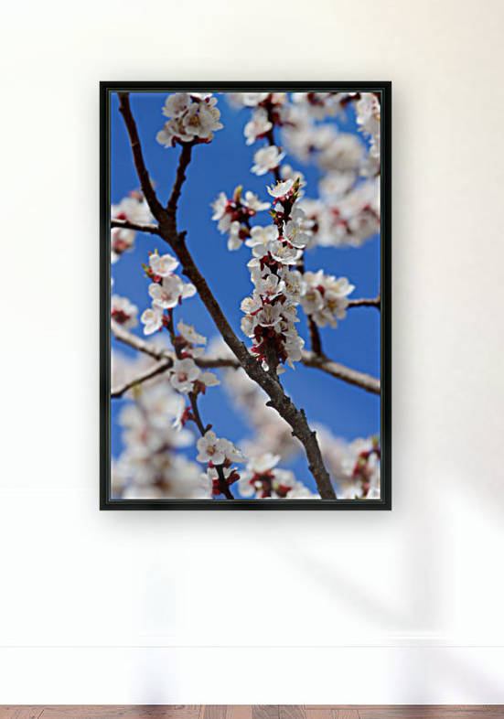 Apricots in Bloom Reproduction