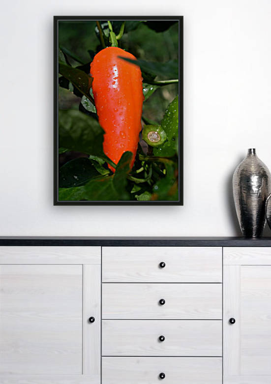 Orange Chili Pepper Reproduction