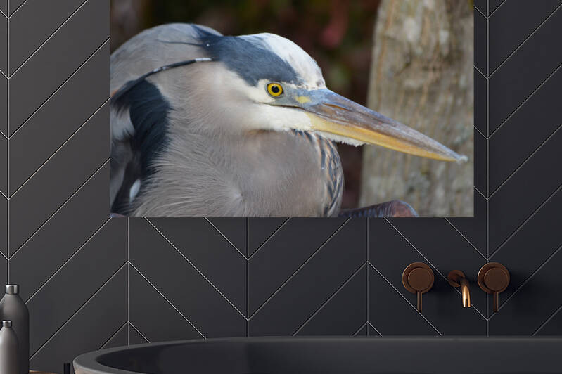 Beady Eyed Heron by MDruba