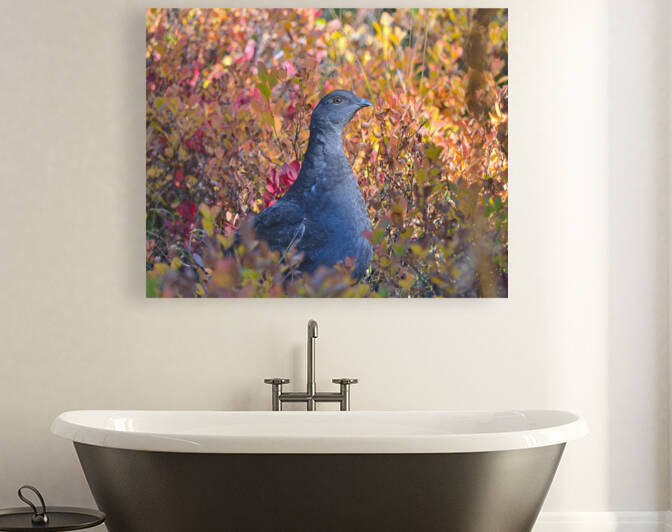 Autumn Grouse Reproduction