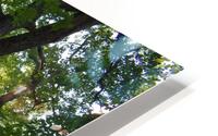 Firmly Rooted HD Metal print