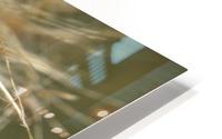 Grass Allergens and Fluff HD Metal print