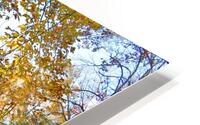 Fall Colors Over Babbling Brook HD Metal print