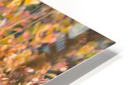 Autumn Grouse HD Metal print