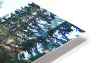 Pathway in the Forest HD Metal print