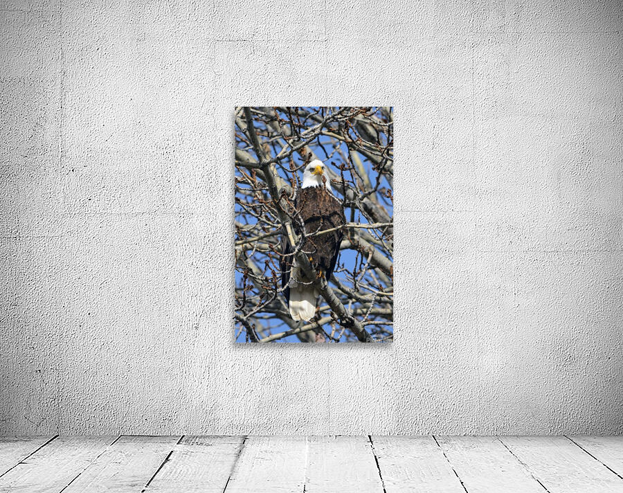American Bald Eagle Wall Preview