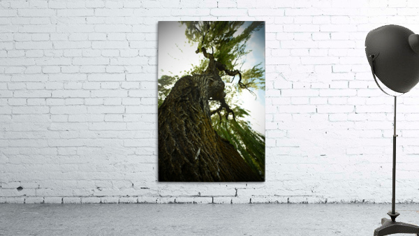 Twisting Tree Wall Preview