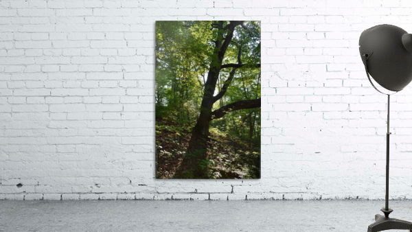 Firmly Rooted Wall Preview