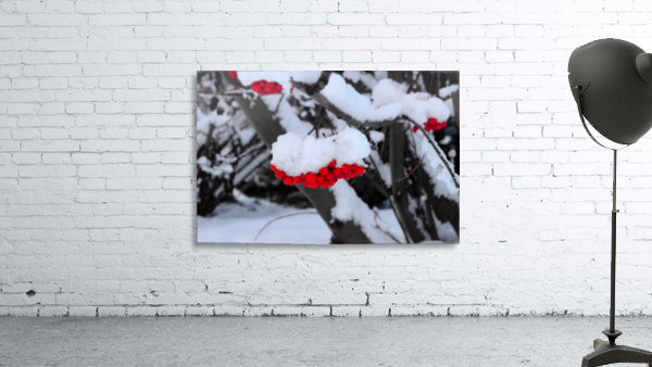 Winter Berries Wall Preview