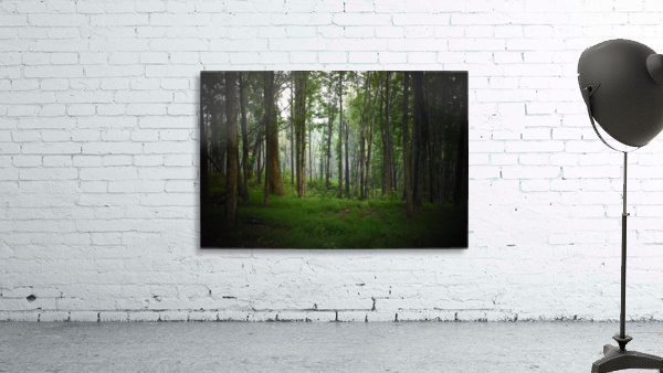 Into the Woods Wall Preview