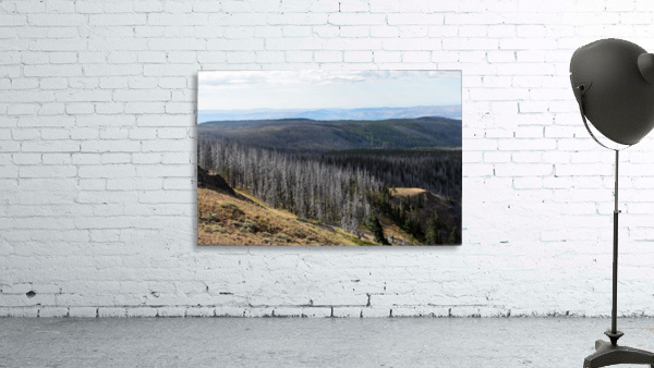 Burned Forest Wall Preview