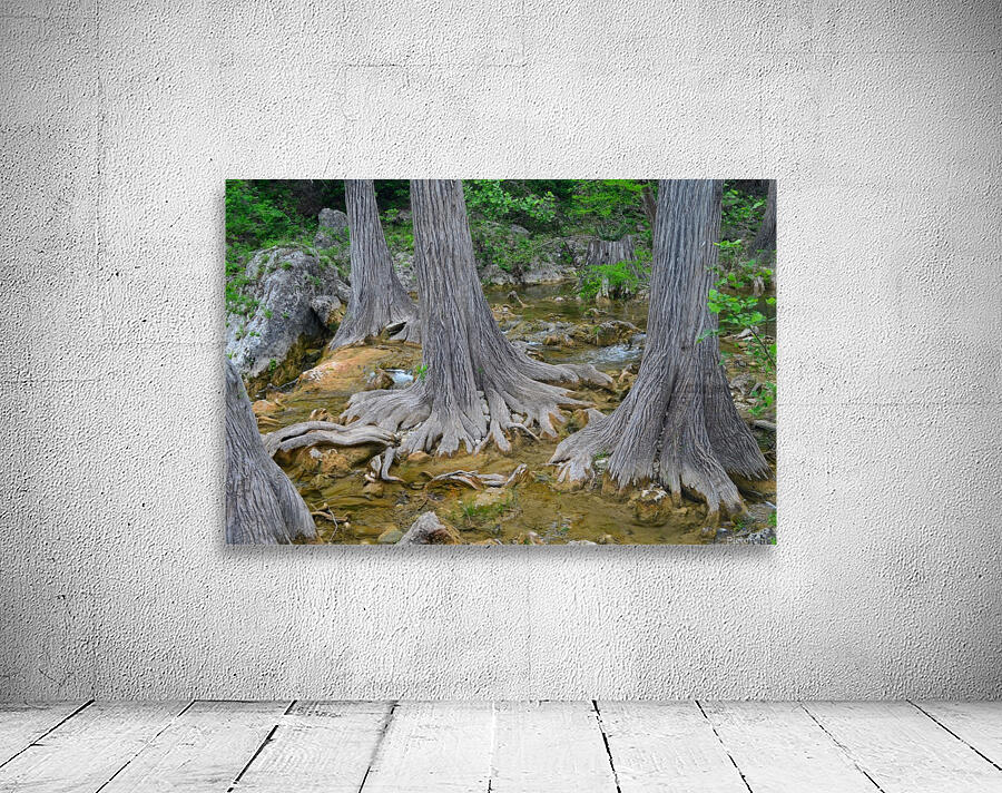Connecting Roots Wall Preview