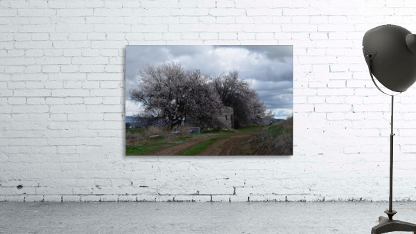 Shed in Bloom Wall Preview