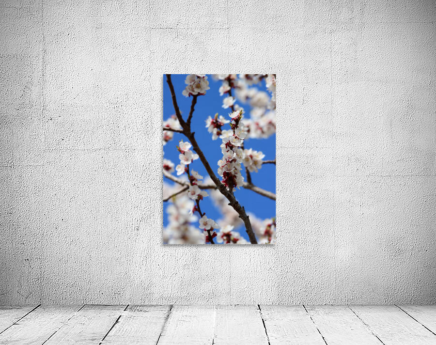 Apricots in Bloom Wall Preview
