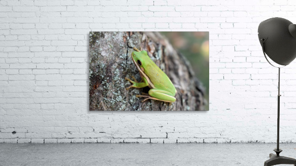 Green Tree Frog Wall Preview