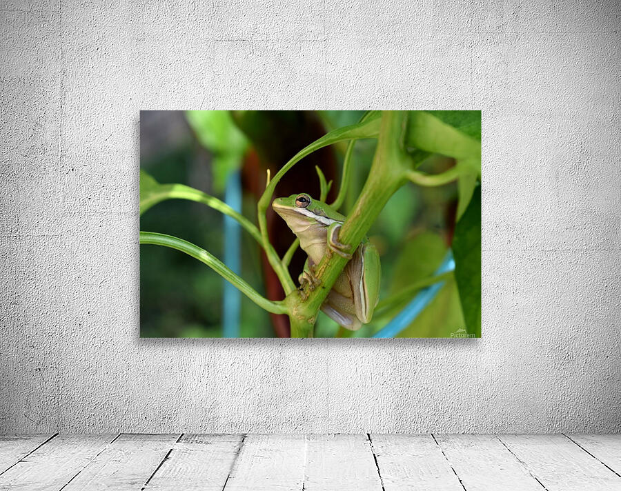 Garden Guest Wall Preview