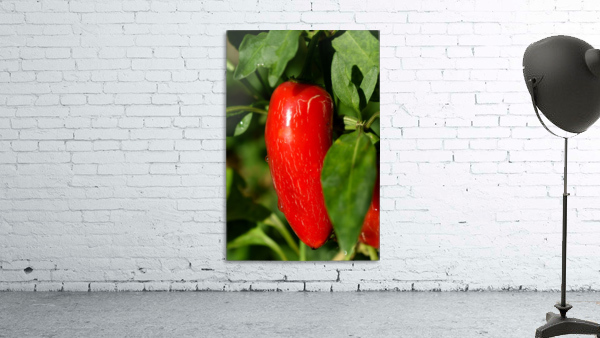 Red Chili Pepper Wall Preview