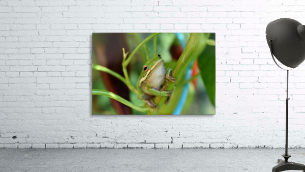 Green Frog Wall Preview