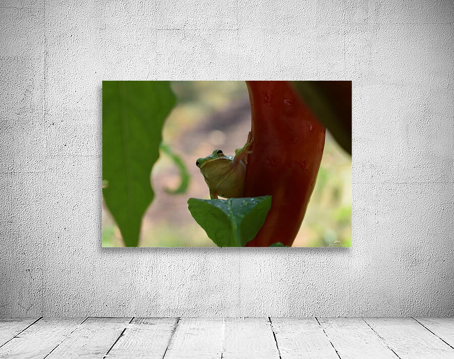 Peeping Frog Wall Preview