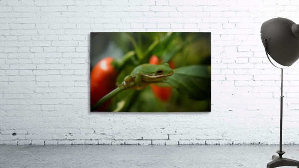 Garden Frog Wall Preview