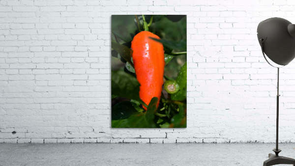 Orange Chili Pepper Wall Preview