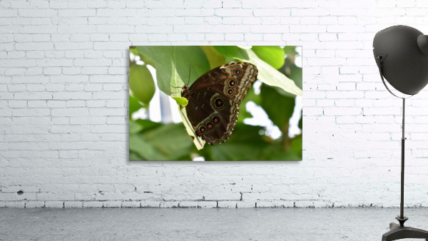 Butterfly Wings Wall Preview